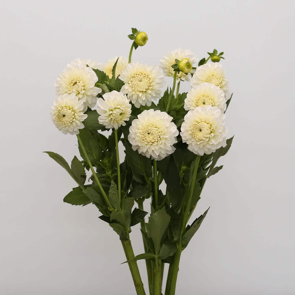 White Dahlia | Local Seasonal Flowers Montreal