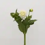 White Dahlia (Bulk DIY)