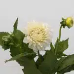 White Dahlia (Bulk DIY)