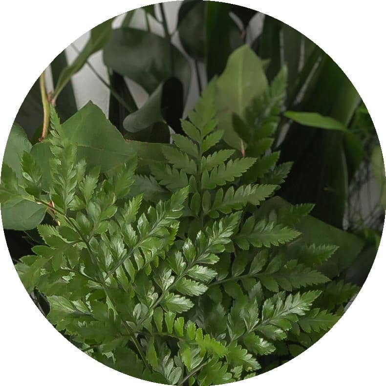 Assorted greens icon