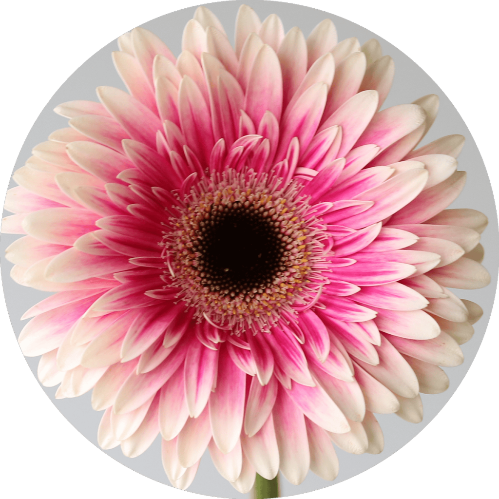 Icon of Gerbera Prelude