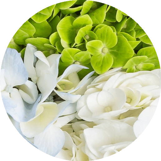 Hydrangeas Icon
