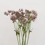 Astrantia Pink Star of Africa (Bulk DIY)