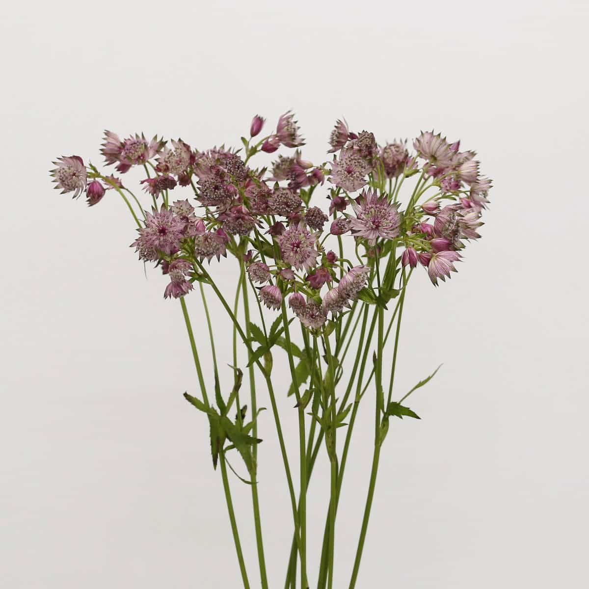 Astrantia Pink Star of Africa | Soft Romantic Blooms for DIY Floral Designs | Fleurs en Vrac MTL