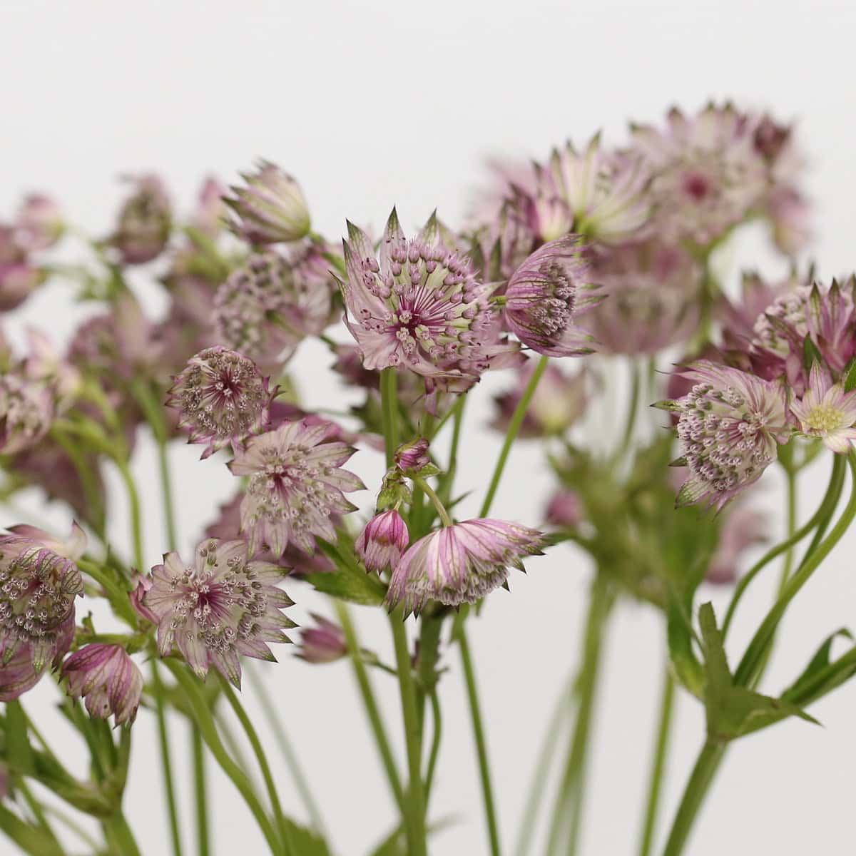 Astrantia Pink Star of Africa | Soft Romantic Blooms for DIY Floral Designs | Fleurs en Vrac MTL