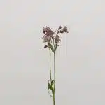 Astrantia Pink Star of Africa (Bulk DIY)