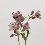 Astrantia Pink Star of Africa (Bulk DIY)