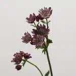 Astrantia Burgundy (Bulk DIY)