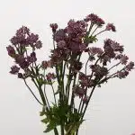 Astrantia Burgundy (Bulk DIY)