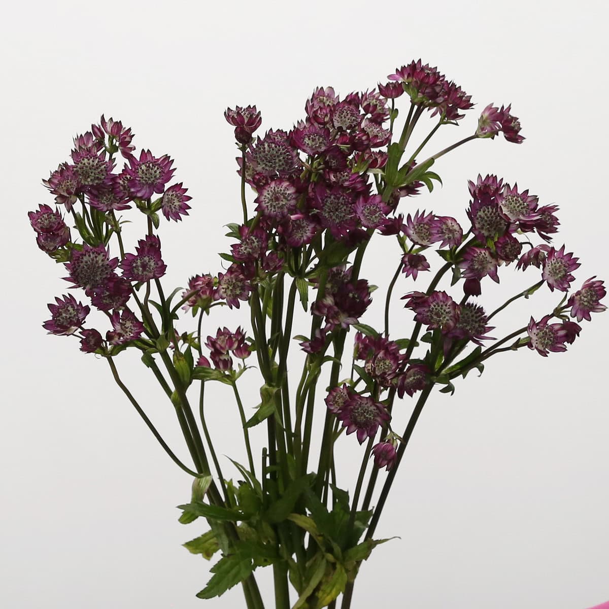 Astrantia Burgundy | Elegant Star-Shaped Blooms for DIY Floral Designs | Fleurs en Vrac MTL
