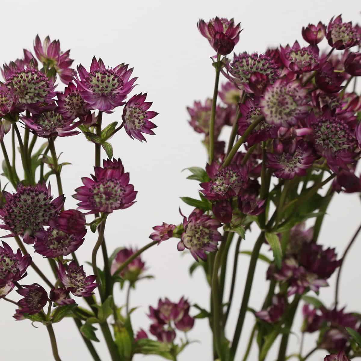 Astrantia Burgundy | Elegant Star-Shaped Blooms for DIY Floral Designs | Fleurs en Vrac MTL