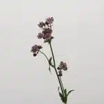 Astrantia Burgundy (Bulk DIY)