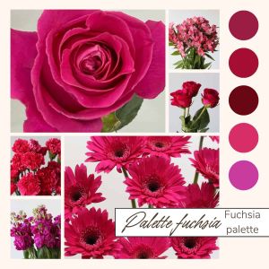 Fuchsia Bulk Flowers