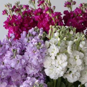 Bulk Double Stock Flowers