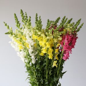 Bulk Snapdragons