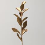 Bronze Tinted Israeli Ruscus