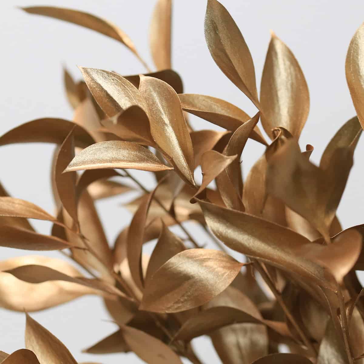 Bronze Tinted Israeli Ruscus Close-Up