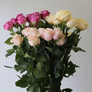 Bulk Roses - 60 cm