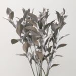 Silver Tinted Israeli Ruscus