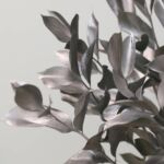 Silver Tinted Israeli Ruscus