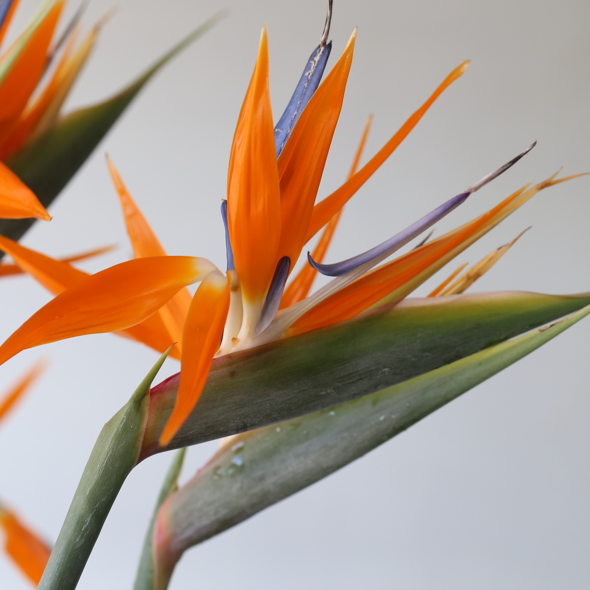 Bulk Assorted Flowers