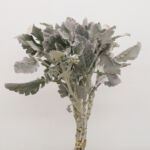 Dusty Miller