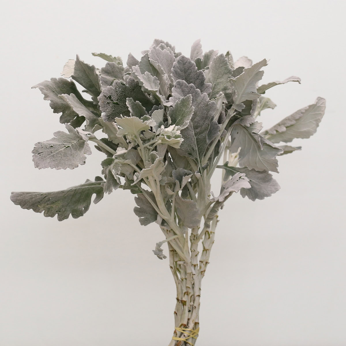 Dusty Miller silver foliage sold in 5-stem bunch with soft grey textured leaves