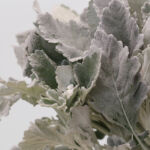 Dusty Miller