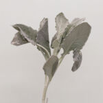 Dusty Miller