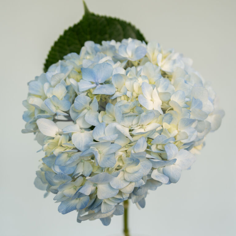 featured-image-1770645672