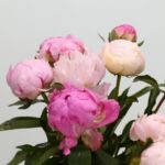 Assorted Peonies