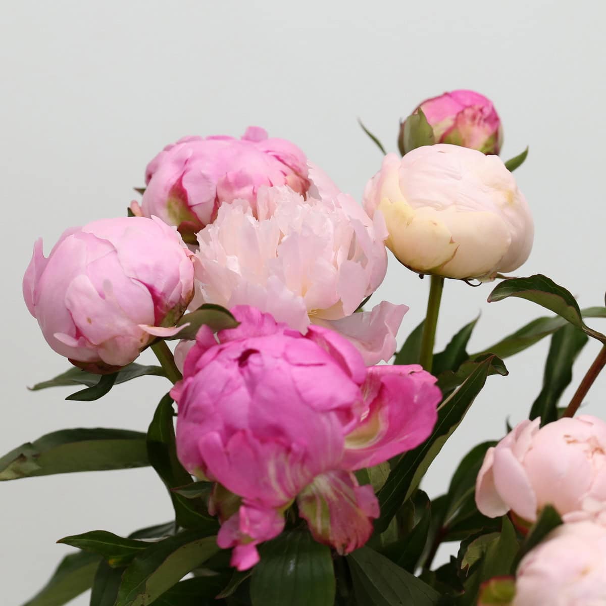 Assorted Peonies