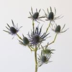 Eryngium