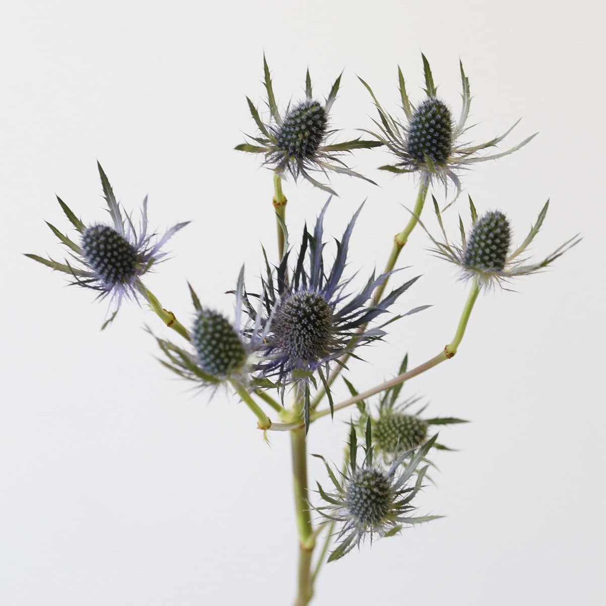 Eryngium