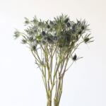 Eryngium