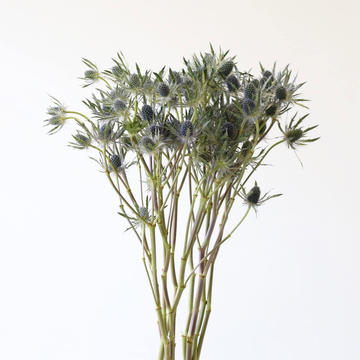 bulk eryngium flowers bunch blue thistle stems