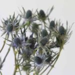 Eryngium