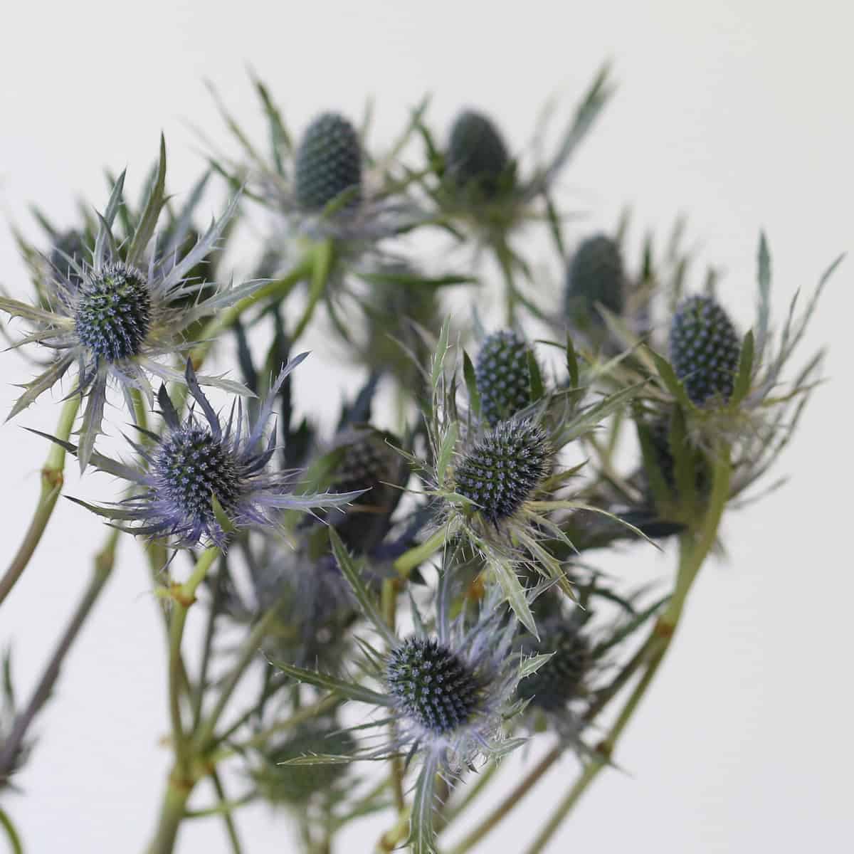 eryngium flower cluster blue thistle stems bulk