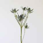 Eryngium