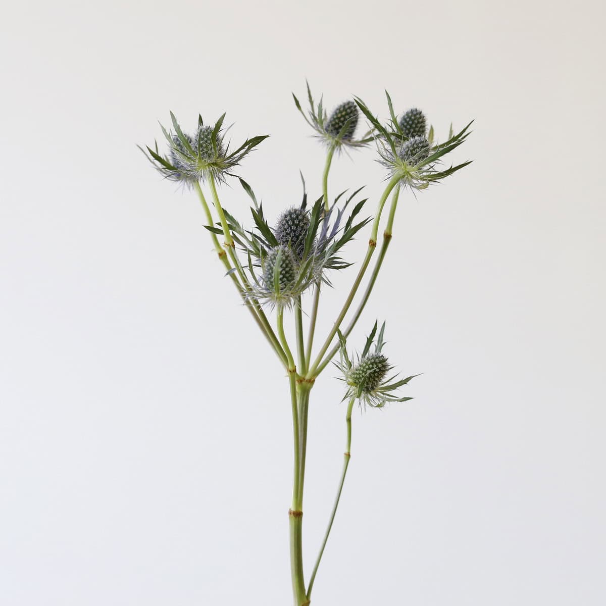Eryngium