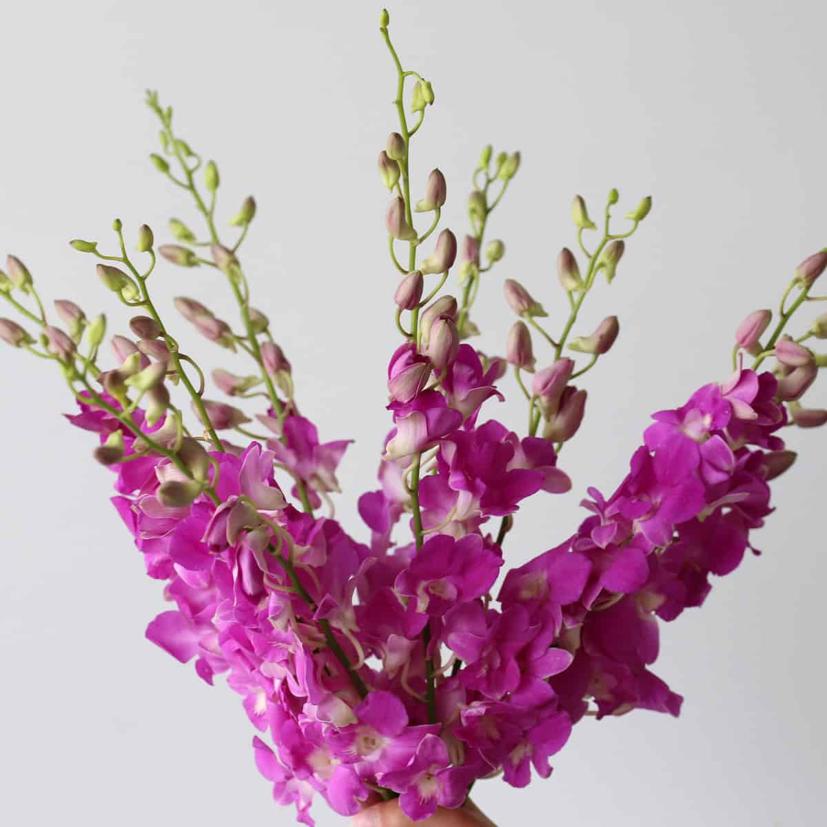 Orchidées Dendrobium roses