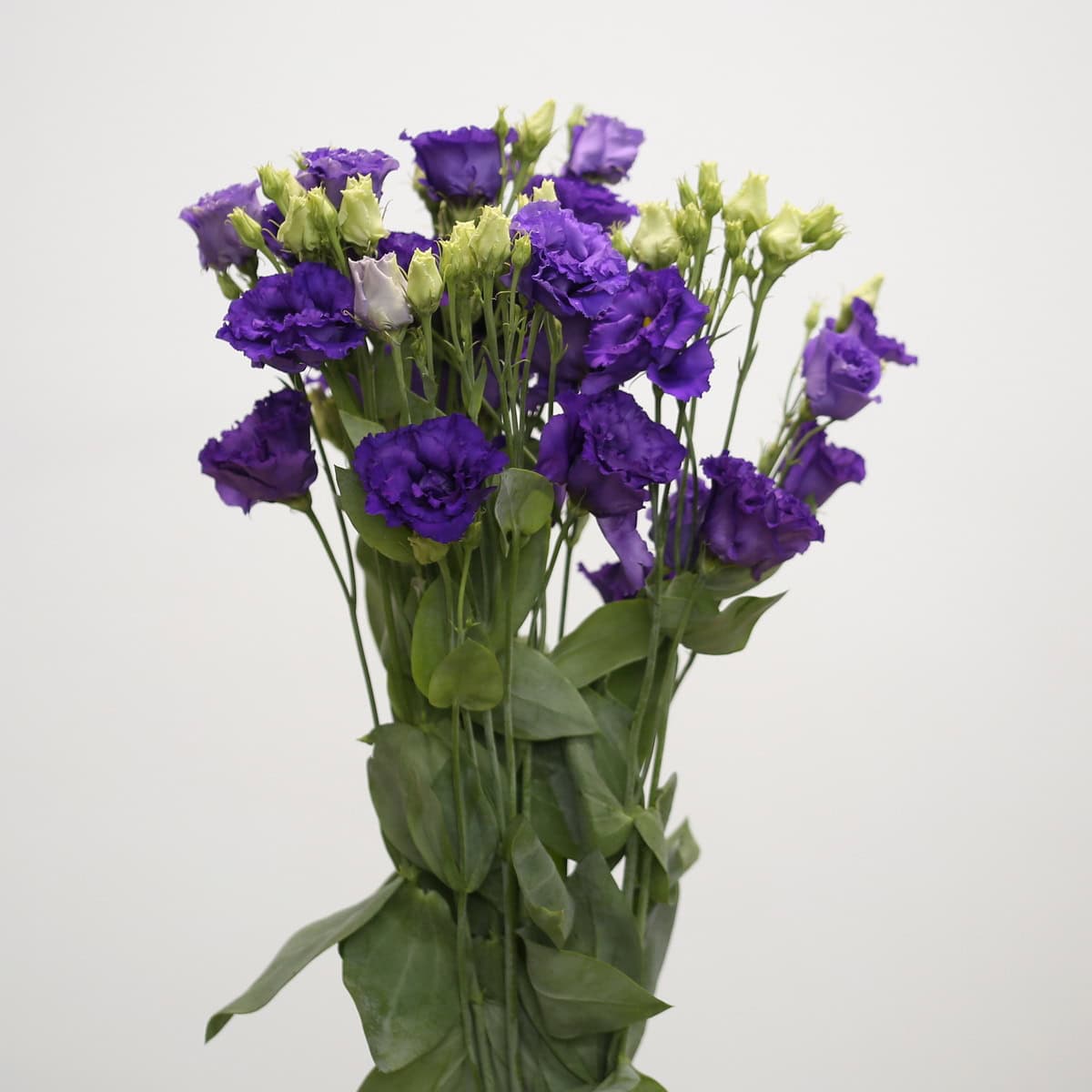 Purple Lisianthus