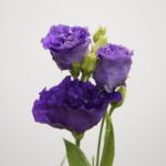 Purple Lisianthus