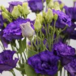 Purple Lisianthus