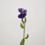 Purple Lisianthus