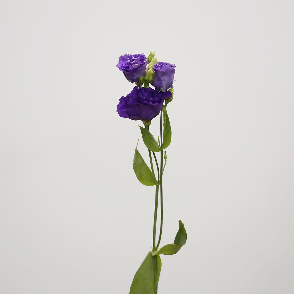 Purple Lisianthus