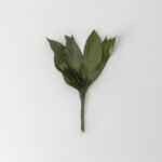 Aspidistra Leaves