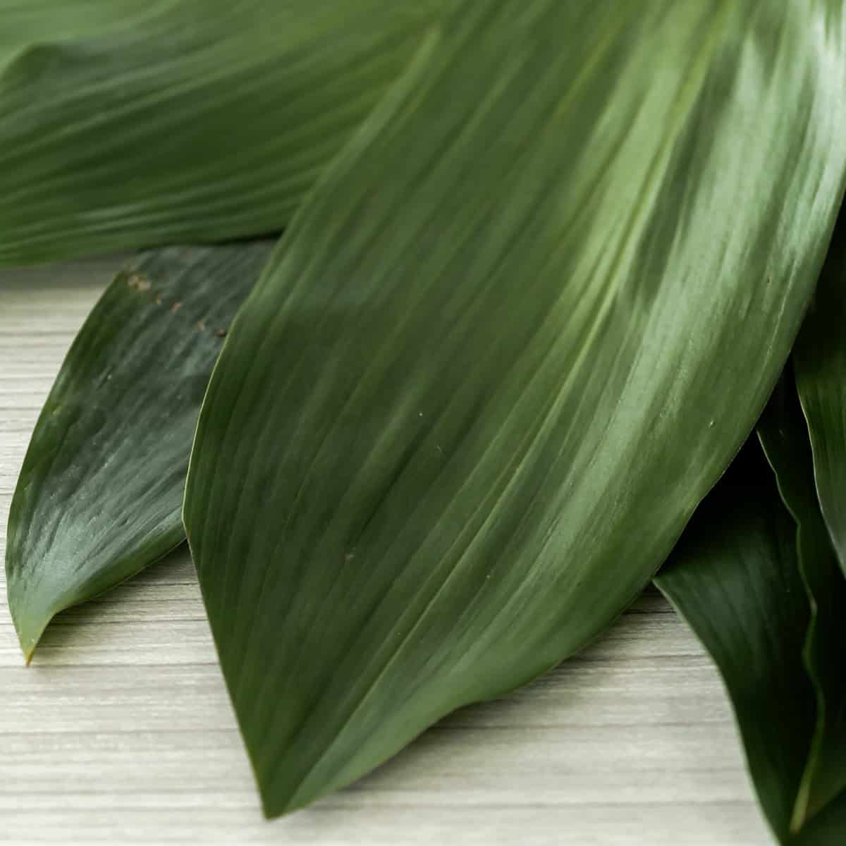 Close-up of green aspidistra leaves showing smooth glossy texture and deep green color