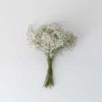 Baby's Breath (Gypsophila)
