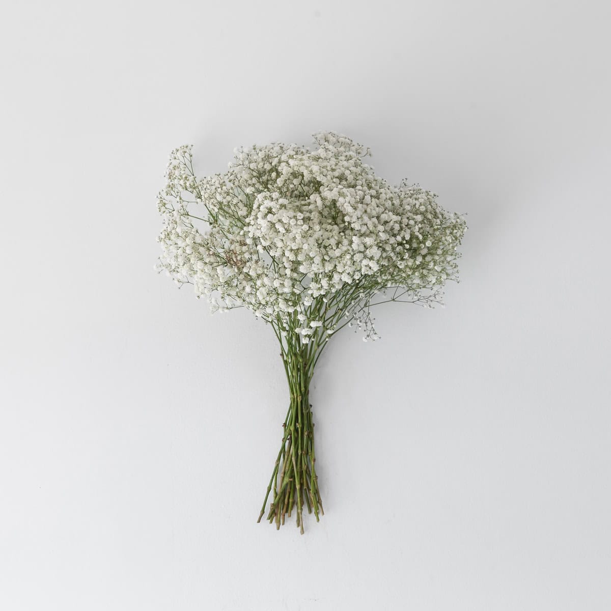 babys-breath-gypsophila-bulk-flowers-white-bunch